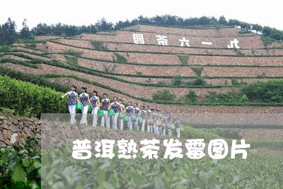 普洱熟茶发霉图片/2023031890582