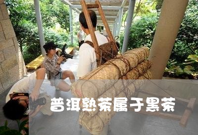 普洱熟茶属于黑茶/2023032927251