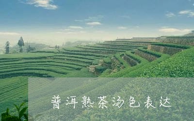 普洱熟茶汤色表达/2023032917482