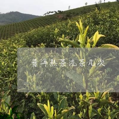 普洱熟茶洗茶几次/2023032924927