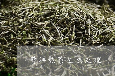 普洱熟茶生虫处理/2023032941716