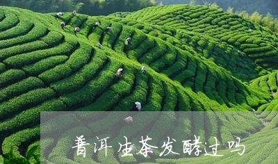 普洱生茶发酵过吗/2023032960502