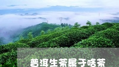 普洱生茶属于啥茶/2023041374936