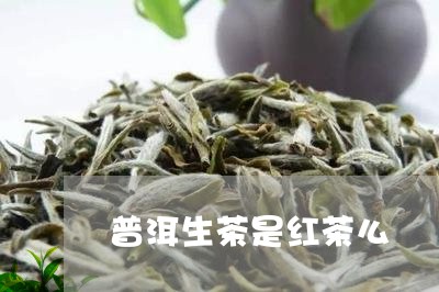 普洱生茶是红茶么/2023032986059