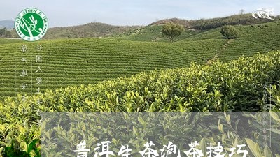 普洱生茶泡茶技巧/2023041397281