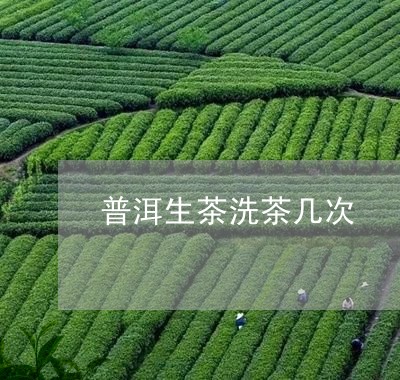 普洱生茶洗茶几次/2023032984725