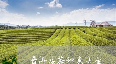 普洱生茶种类大全/2023032989370