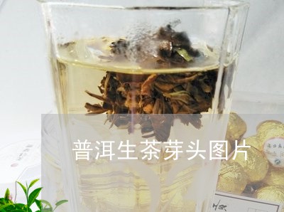 普洱生茶芽头图片/2023032913716