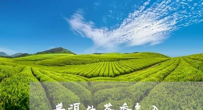 普洱生茶香气入/2023032914708