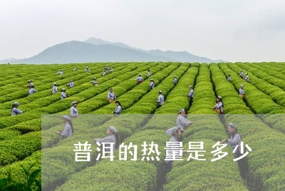 普洱的热量是多少/2023032928281