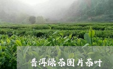 普洱绿茶图片茶叶/2023032964945