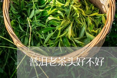 普洱老茶头好不好/2023031852603