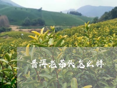 普洱老茶头怎么样/2023032985280