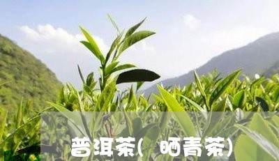 普洱茶(晒青茶)/2023041269503