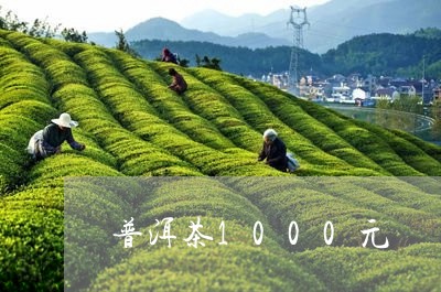 普洱茶1000元/2023041178693