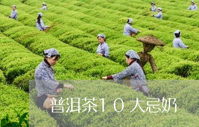 普洱茶10大忌奶/2023033043030