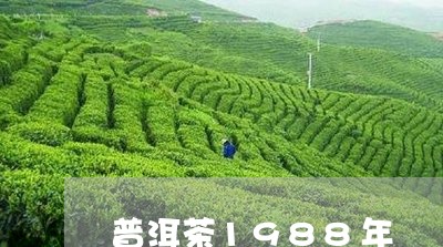 普洱茶1988年/2023041036837