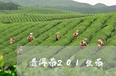 普洱茶201生茶/2023041232716