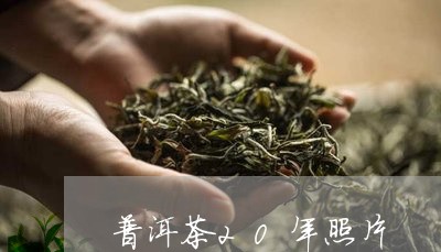 普洱茶20年照片/2023031641805