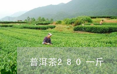 普洱茶280一斤/2023031668604