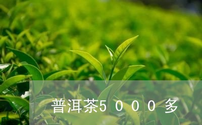 普洱茶5000多/2023031606261