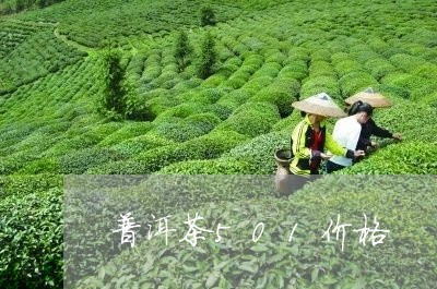 普洱茶501价格/2023041039462