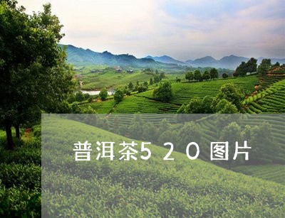 普洱茶520图片/2023041038360