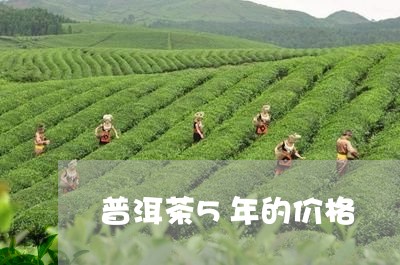 普洱茶5年的价格/2023040121681