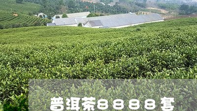 普洱茶8888套/2023041024137