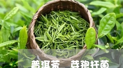 普洱茶_芽孢杆菌/2023041014937