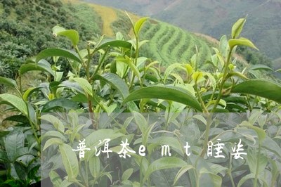 普洱茶emt睡姿/2023041089494