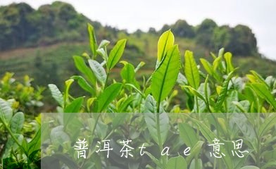 普洱茶tae意思/2023041032838