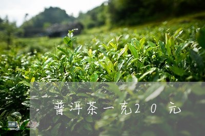 普洱茶一克20元/2023033055126