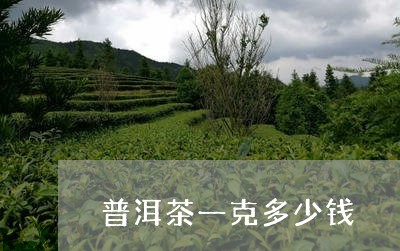 普洱茶一克多少钱/2023041348474