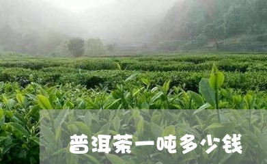 普洱茶一吨多少钱/2023033030592