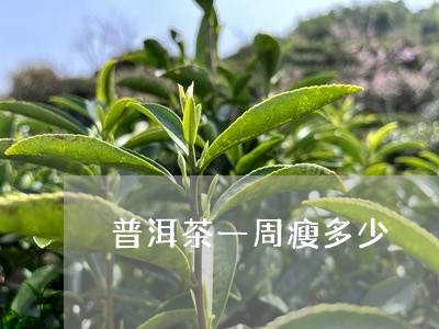 普洱茶一周瘦多少/2023033121605