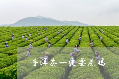 普洱茶一定要煮吗/2023031703027