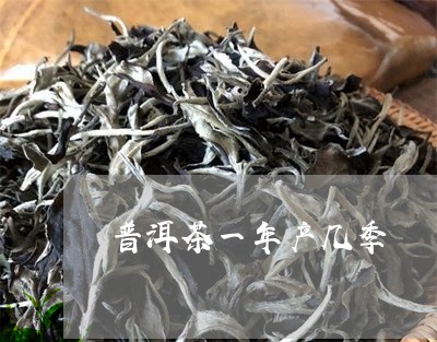 普洱茶一年产几季/2023031626169