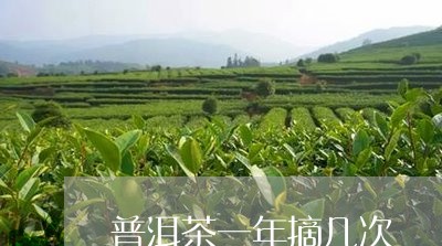 普洱茶一年摘几次/2023033184826