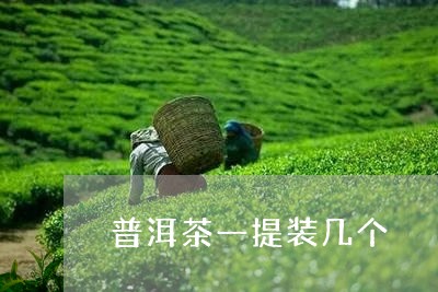 普洱茶一提装几个/2023033080623