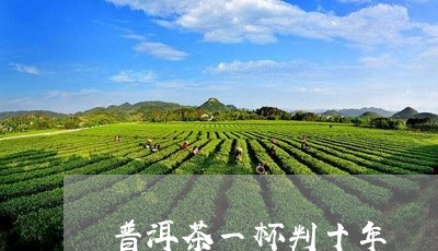 普洱茶一杯判十年/2023033004068