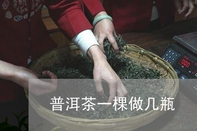 普洱茶一棵做几瓶/2023033140391