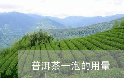 普洱茶一泡的用量/2023033142726