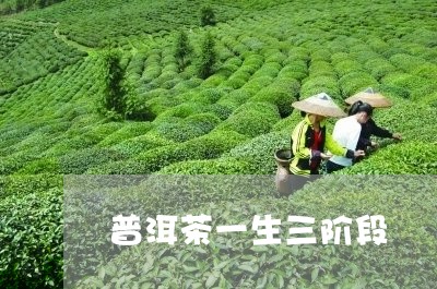 普洱茶一生三阶段/2023033072606