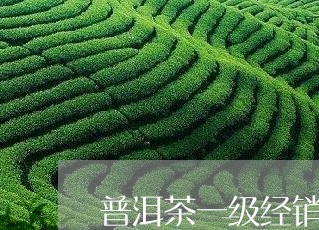 普洱茶一级经销商/2023033072616