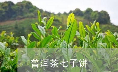 普洱茶七子饼/2023031629290