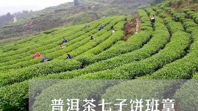 普洱茶七子饼班章/2023033120793