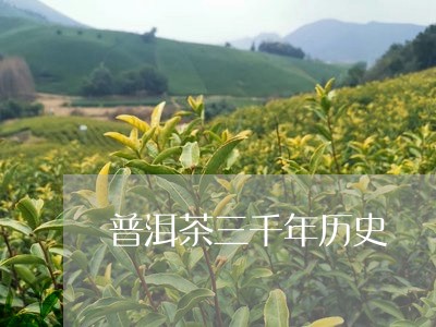 普洱茶三千年历史/2023033174161