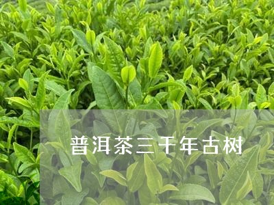 普洱茶三千年古树/2023041391036