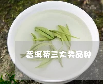 普洱茶三大类品种/2023033141795